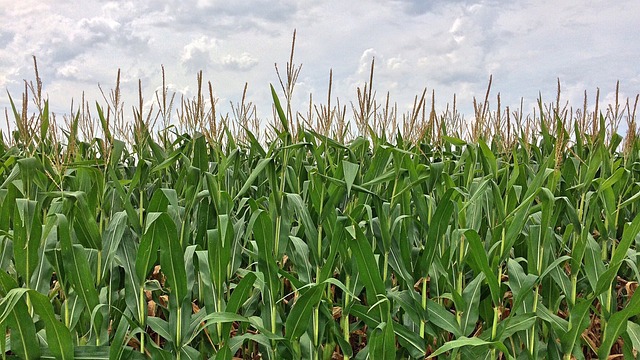 Corn in a field