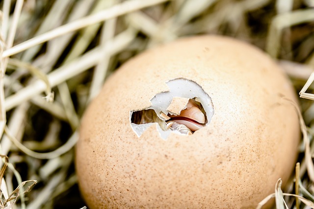 Chick hatching from egg