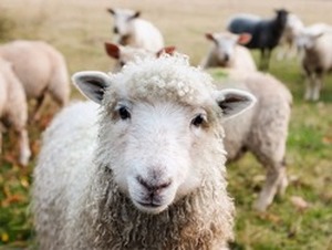 Sheep looking into camera