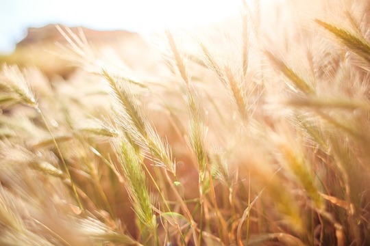 Wheat in a field
